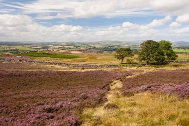 Moorland tussock ve mor heather çiçek çiçeklenme