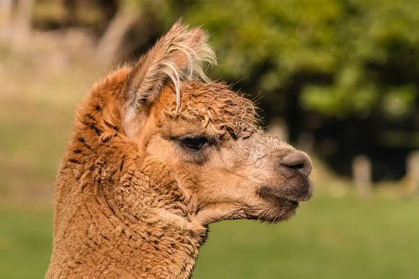 Closeup of young alpaca head — Stock Photo, Image