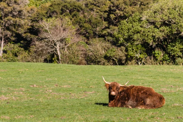 Vache des hautes terres reposant dans le paddock — Photo