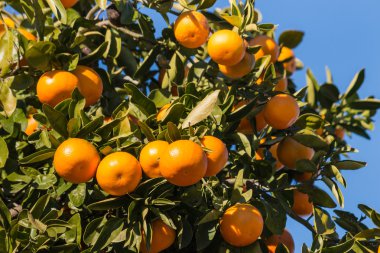 ağaçta olgunlaşma clementines