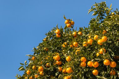 Olgun meyve ile mandalina ağacı