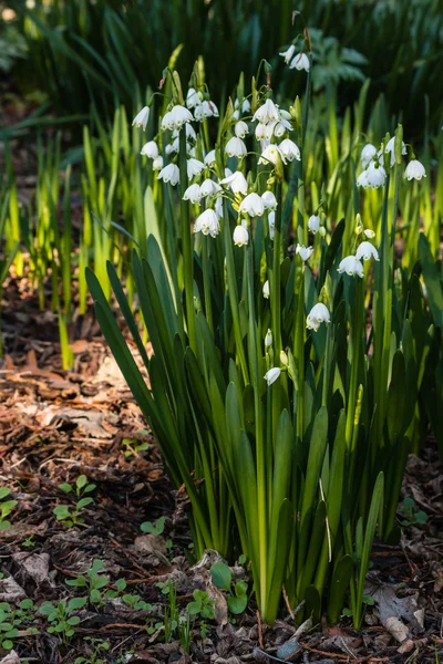 Grappolo di fiori fiocco di neve estate — Foto Stock