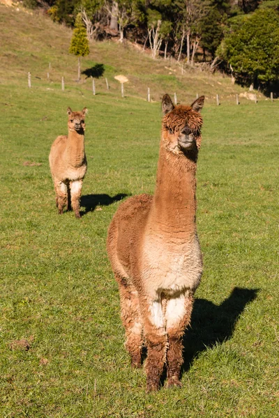 Dos curiosas alpacas suri de pie en el paddock —  Fotos de Stock