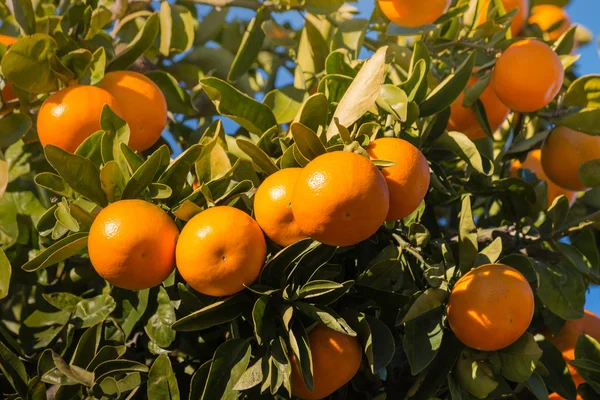 Closeup of satsumas ripening on tree — Stock Photo, Image