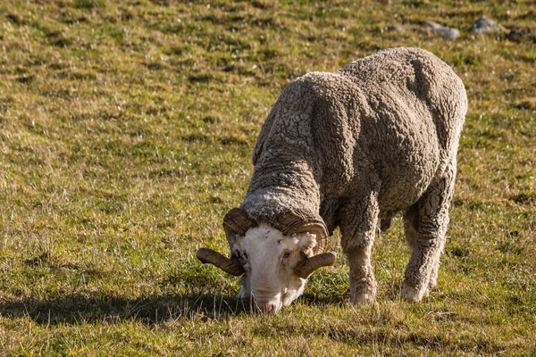 Merino ram with horns grazing on meadow — Stock Photo, Image