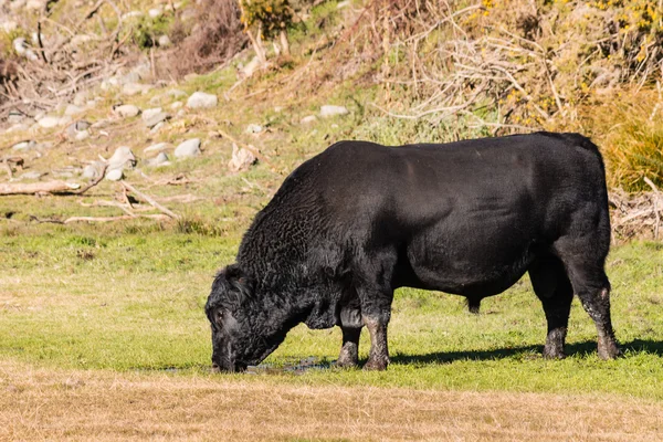 Taureau Angus noir broutant dans le paddock — Photo