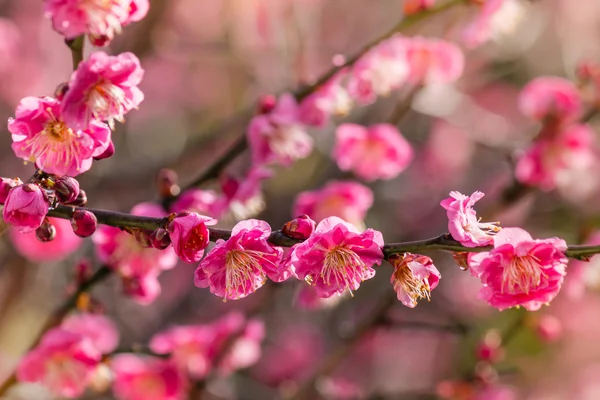 Розовые сливовые цветы в цвету — стоковое фото