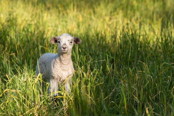 Neugeborenes Lamm steht auf der grünen Wiese — Stockfoto