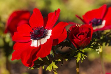 Kırmızı haşhaş anemone çiçek çiçeklenme