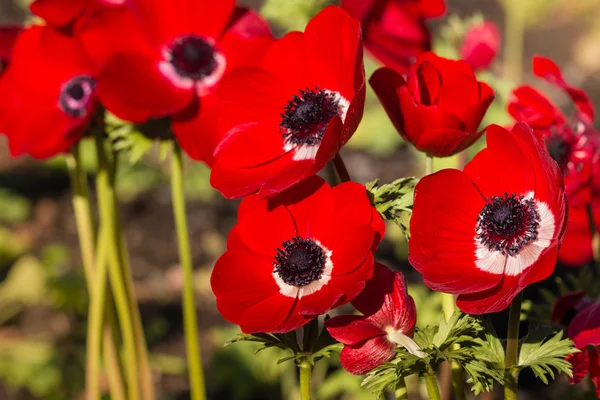 Heldere rode papaver anemone bloemen in tuin — Stockfoto