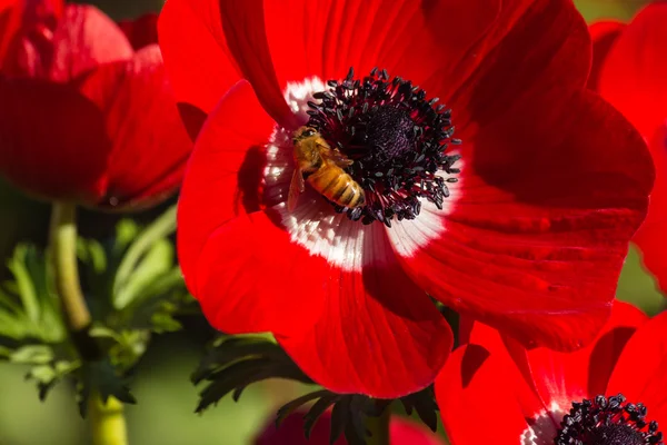 Bijen bestuiven rode papaver anemone bloem — Stockfoto