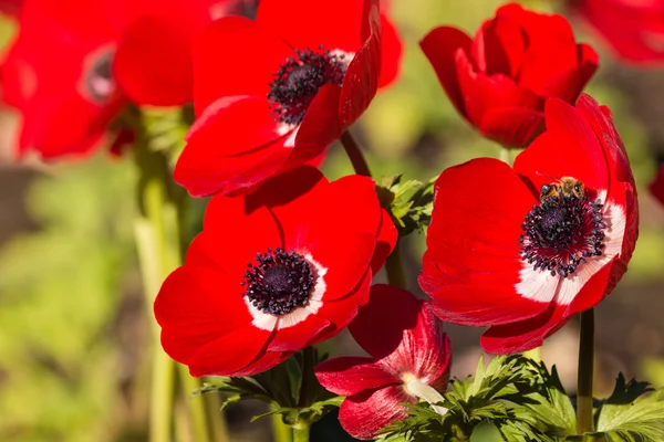 Rode papaver anemone bloemen — Stockfoto