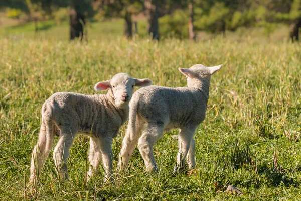 Newborn lambs standing on meadow — Stock Photo, Image