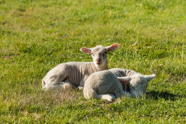 Deux agneaux nouveau-nés reposant sur la prairie — Photo