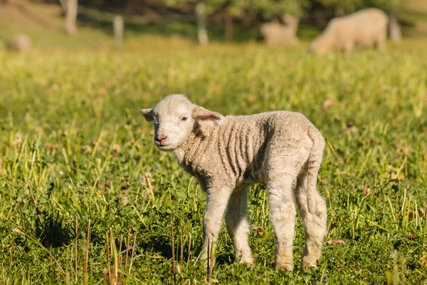 新生児の子羊草原の上に立って — ストック写真