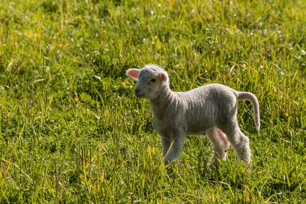 Little lamb searching for sheep — Stock Photo, Image