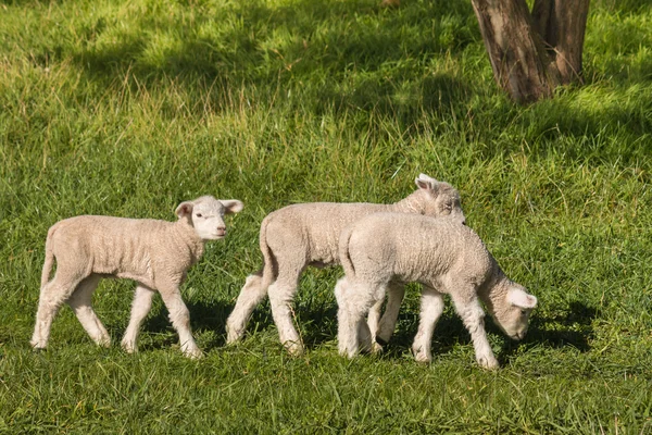 春の牧草地に放牧羊のクローズ アップ — ストック写真