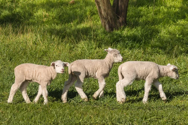 Three little lambs grazing on meadow — Stock Photo, Image