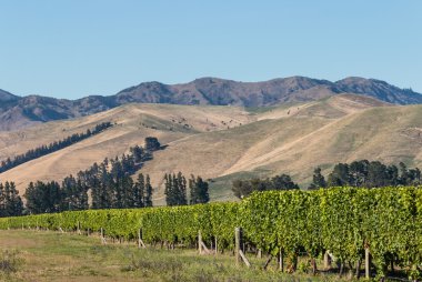Yeni Zelanda'da Marlborough bölgedeki üzüm bağları