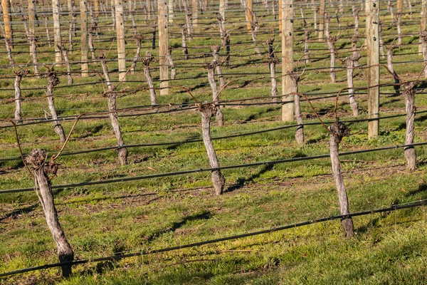 üzüm hasat sonra budanmalıdır üzüm üzüm ile