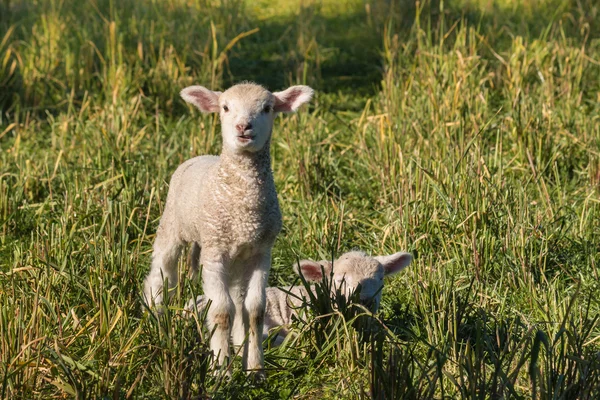Dois cordeiros recém-nascidos no prado — Fotografia de Stock