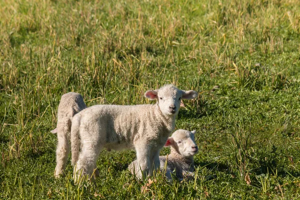 Három újszülött bárányok réten — Stock Fotó
