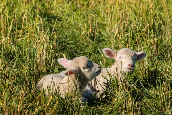 Zwei neugeborene Lämmer ruhen auf der Wiese — Stockfoto