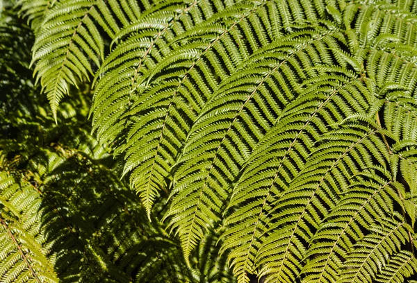 신선한은 고 사리 잎 — 스톡 사진