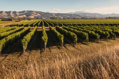 Yeni Zelanda üzüm bağları Panoraması 
