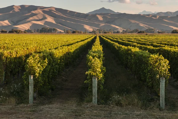 Marlborough bölgedeki üzüm bağları üzerinden günbatımı — Stok fotoğraf