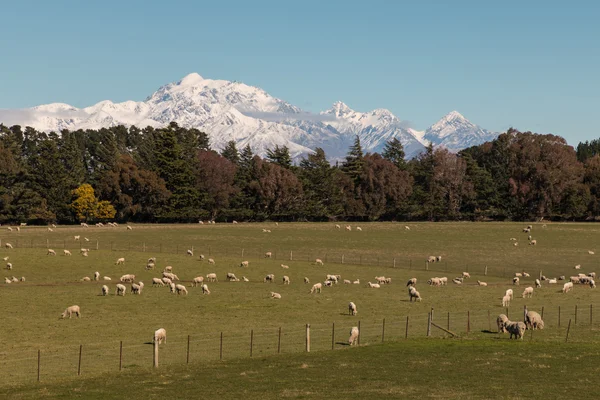 Stádo ovcí pasoucí se v jižních Alpách, Nový Zéland — Stock fotografie