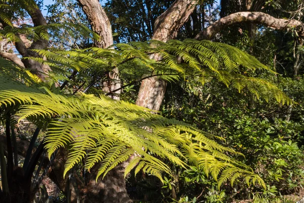 Fougère argentée poussant en forêt tropicale en Nouvelle-Zélande — Photo