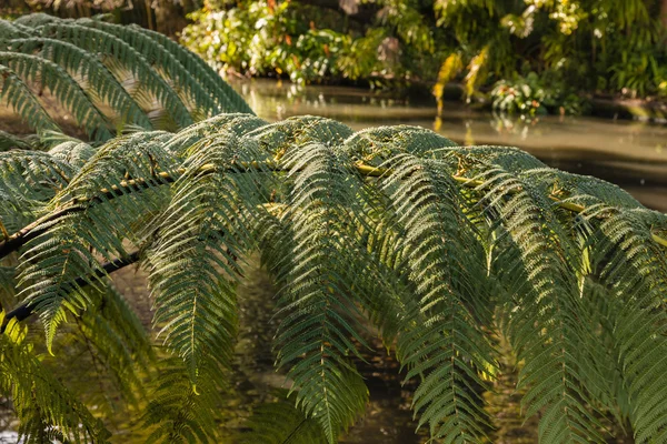 실버 펀 나뭇잎 배경에서 강 — 스톡 사진