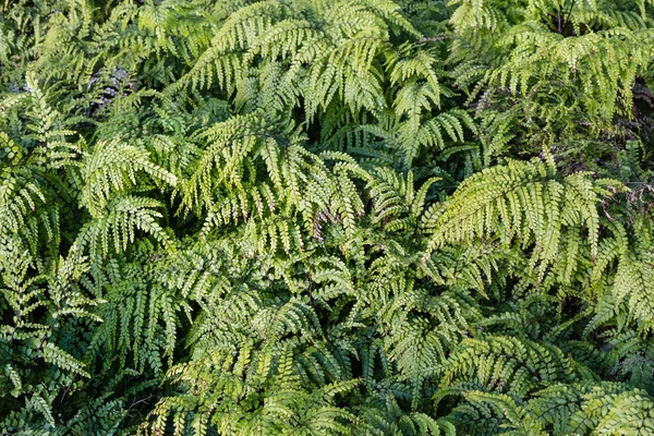 녹색 고비 잎 배경 — 스톡 사진