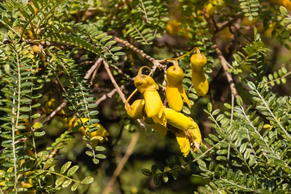 Árbol kowhai amarillo flores y hojas — Foto de Stock