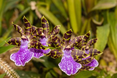 Orkide çiçekler mor benekli