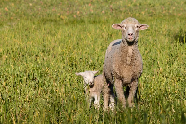 Anyajuh újszülött bárány állt a réten — Stock Fotó