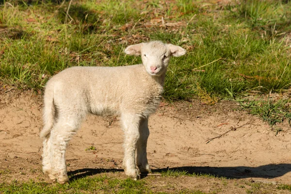 Neugieriges Lämmchen steht auf Wiese — Stockfoto