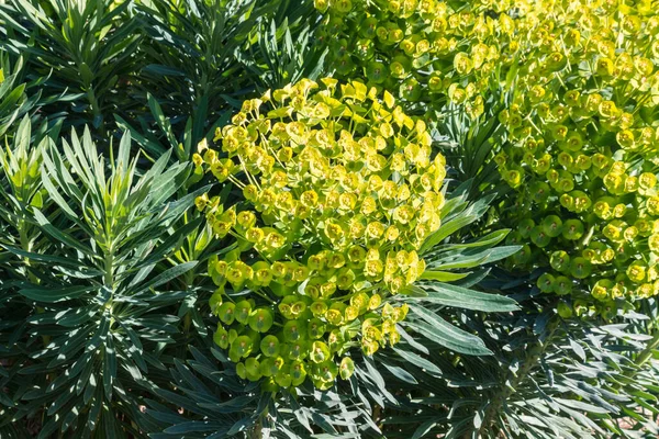 Closeup Cypress Spurge Plant Bloom Yellow Green Flowers — Stock Photo, Image