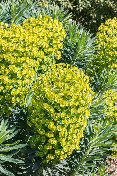 Γιγαντιαίο Φυτό Κυπαρισσιού Άνθη Ανθισμένα Που Αναπτύσσεται Διακοσμητικό Κήπο — Φωτογραφία Αρχείου