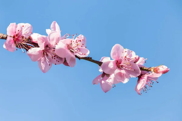 Close Van Perzik Roze Bloemen Bloei Geïsoleerd Tegen Blauwe Lucht — Stockfoto