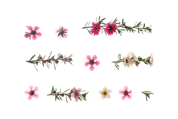 Рожеві Білі Квіти Манку Цвітіння Розташовані Лініях Білому Тлі — стокове фото