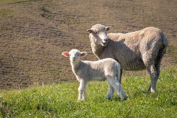 Closeup Alert Ewe Little Lamb Standing Grass Blurred Background Copy — Stock Photo, Image