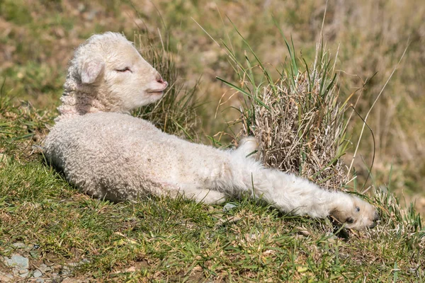 closeup of a newborn little lamb basking on grass with copy space