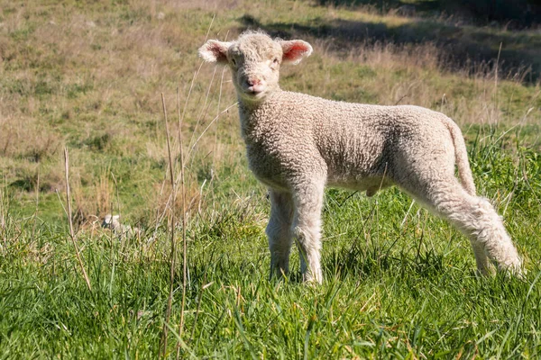Closeup Newborn Little Lamb Standing Paddock Bleating — Stock Photo, Image