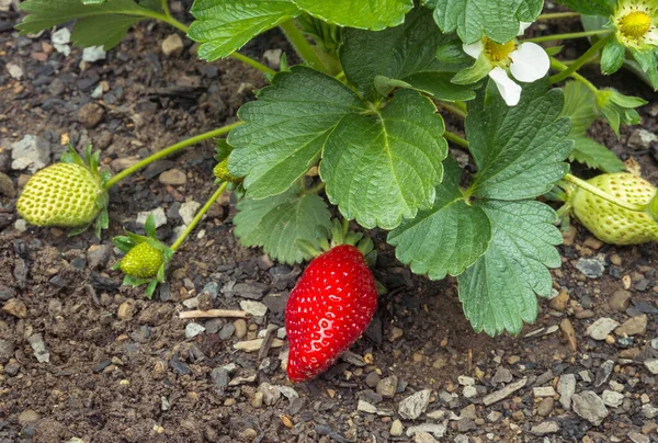 Close Van Een Aardbeienplant Met Rijpe Onrijpe Aardbeien Biologische Tuin — Stockfoto