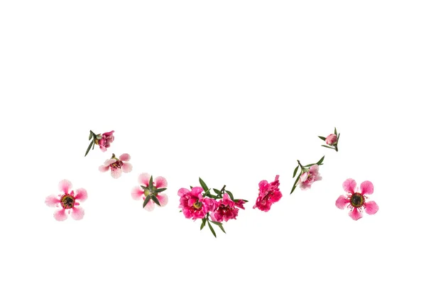 Рожеві Квіти Манку Цвітіння Розташовані Формі Півкола Білому Тлі Пробілом — стокове фото