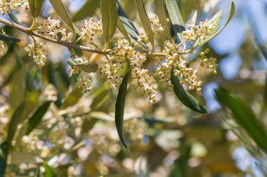 Küçük çiçekli ve bulanık arkaplanlı zeytin dalı