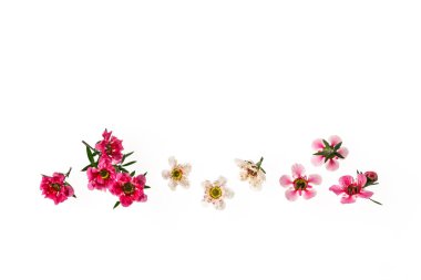 Üzerinde kopya alanı olan izole pembe ve beyaz manuka ağacı çiçekleri