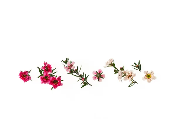 Růžová Bílá Manuka Strom Květiny Květu Okraj Izolované Bílém Kopírovacím — Stock fotografie